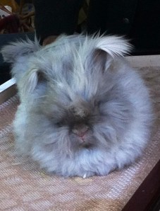 English Angora Rabbit