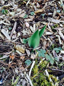 I think this is one of the few Tulip bulbs to have survived the moles...