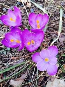 Crocus