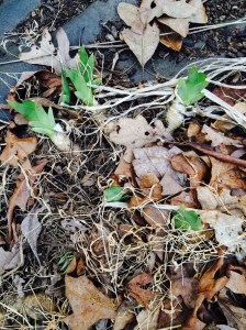 I think these may be Hyacinths